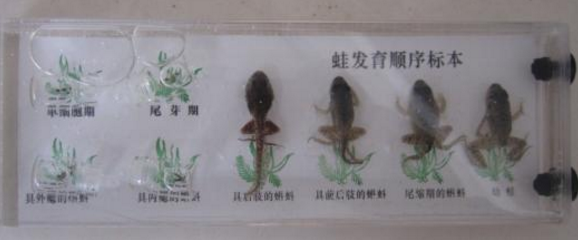 蛙發育順序標本